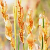 Restionaceae Elegia persistens